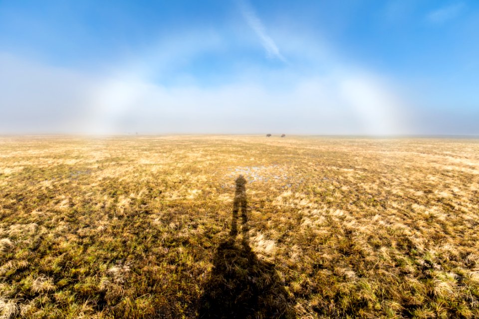 Fogbow over bison at Lower Geyser Basin