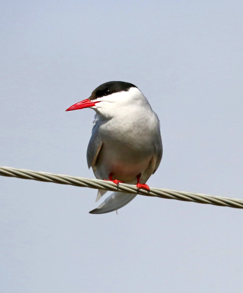 388 - ARCTIC TERN (6-9-2016) council road, nome, alaska -11