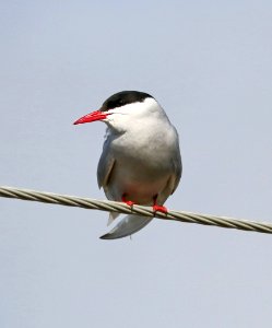 388 - ARCTIC TERN (6-9-2016) council road, nome, alaska -11 photo