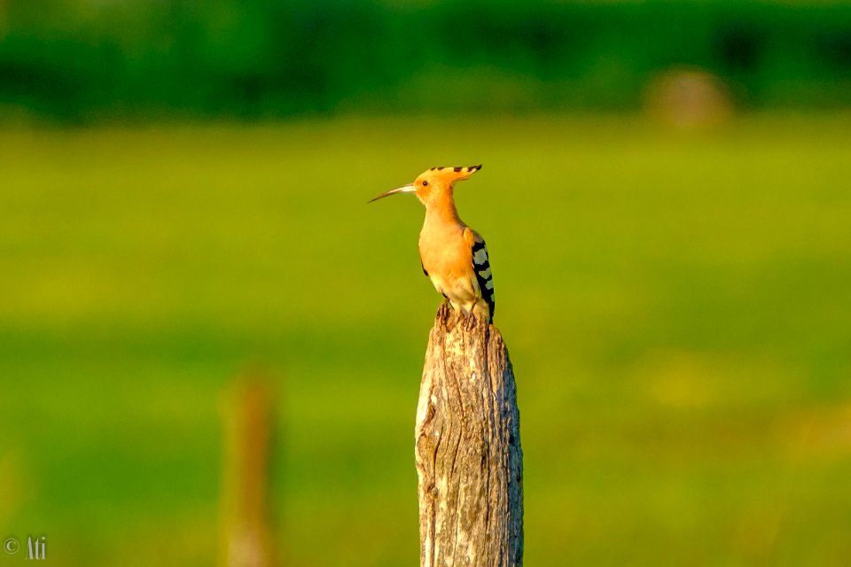 Hoopoe, Búbos Banka