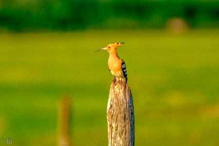 Hoopoe, Búbos Banka photo