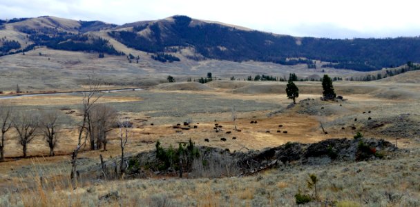 Bison in Lamar Valley
