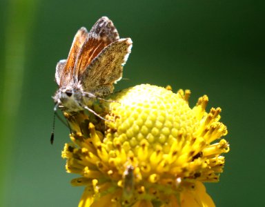 ROADSIDE-SKIPPER, CASSUS (Amblyscirtes cassus) (6-30-2020) 7150 ft, at a creek 0.4 miles down comfort springs trail from ramsey cayn vista c g, cochise co, az -06