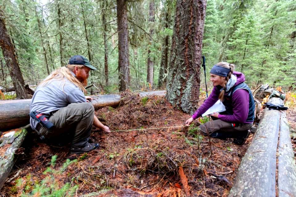 A biological technician and Montana State University graduate student take measurements of a grizzly day bed site (2)