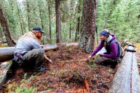 A biological technician and Montana State University graduate student take measurements of a grizzly day bed site (2)