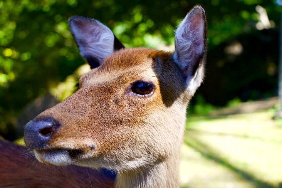 Hirsch fallow deer head
