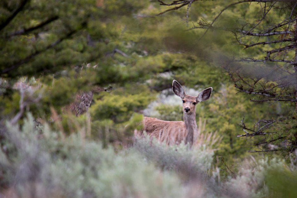 Doe and buck mule deer