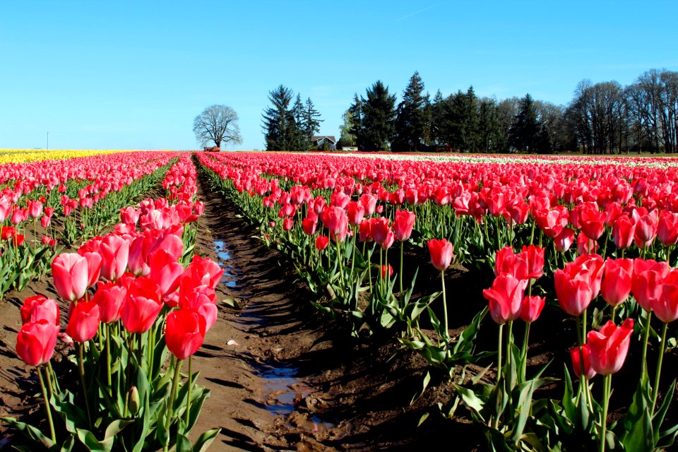 Wooden Shoe Tulip Farm, Oregon