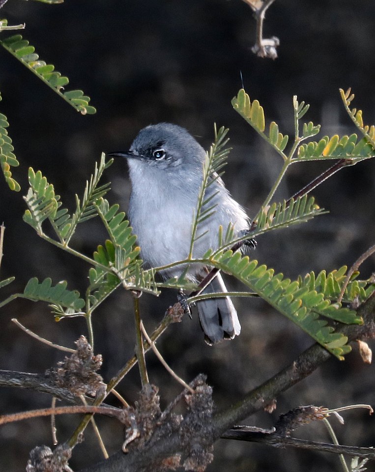 704 - BLACK-CAPPED GNATCATCHER (3-8-2017) west end patagonia lake, santa cruz co, az -01 male (1)