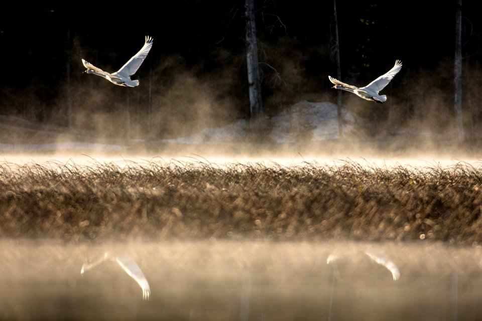 Trumpeter swans flying over a pond at sunrise