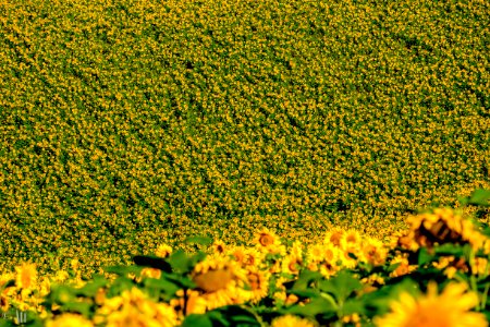 Sunflowers photo