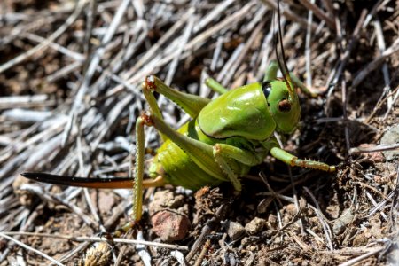 Mormon Cricket