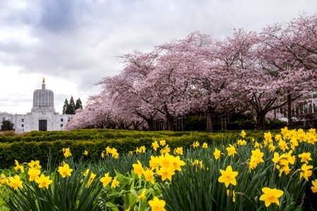 Cherry Blossoms and Daffodils, Salem Oregon photo