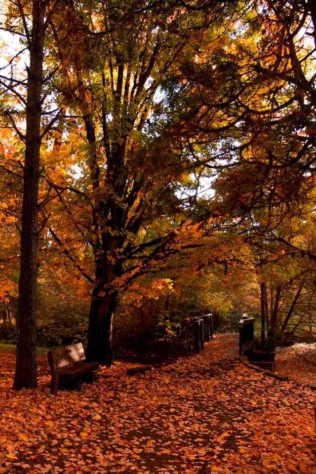 Autumn Leaves at Peavy Arboretum, Corvallis, Oregon