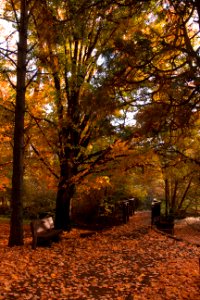 Autumn Leaves at Peavy Arboretum, Corvallis, Oregon photo