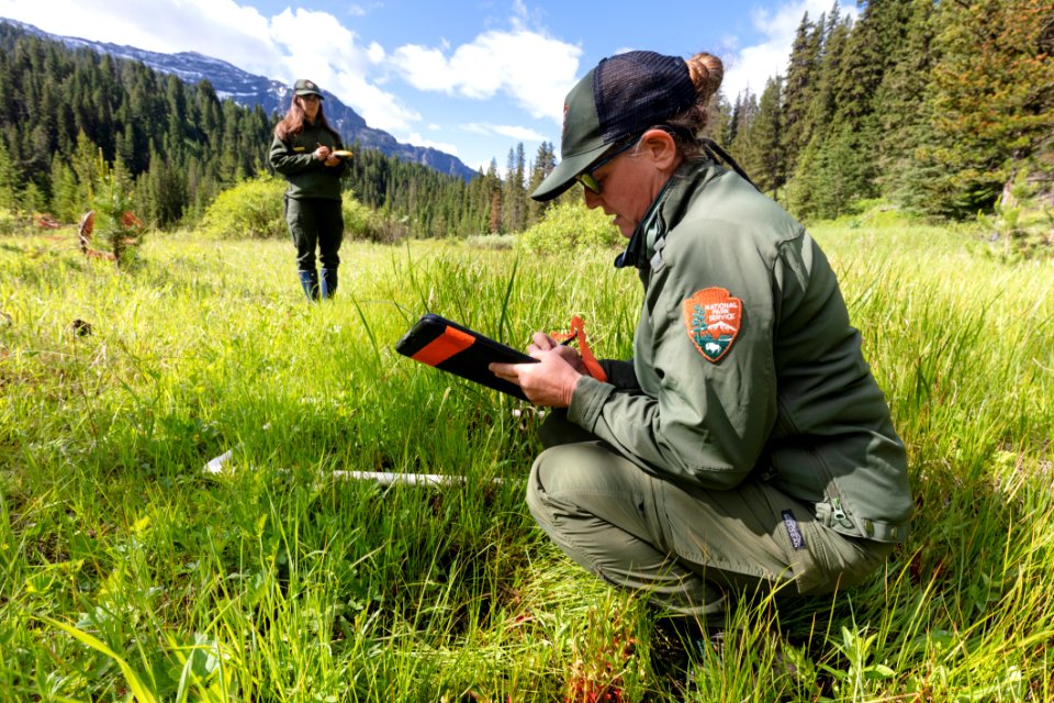 Wetland ecologists, Elizabeth and Rachel, collect data from a wetland quadrat along the road near the Northeast Entrance