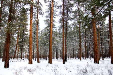 Metolius River area, red trees in snow, Deschutes National Forest. Oregon photo