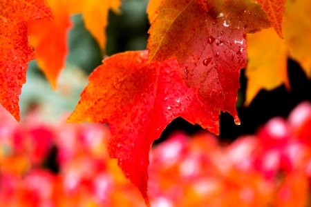 Maple leaf with rain drops, Oregon