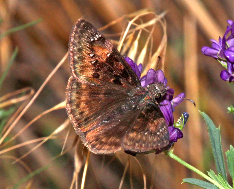 DUSKYWING, HORACE'S (Erynnis horatius) (7-25-2015) rte 90 just at utah border, montrose co, co -09