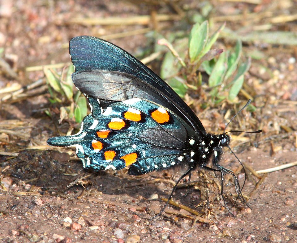 SWALLOWTAIL, PIPEVINE (Battus philenor) (4-10-14) pena blanca lake, scc, AZ