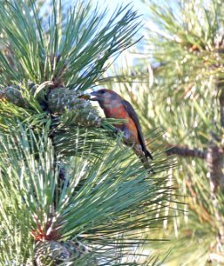 965 - RED CROSSBILL (7-25-2015) type 2, in ponderosa, devil's canyon campground, san juan co, ut -04