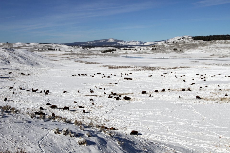 Bison