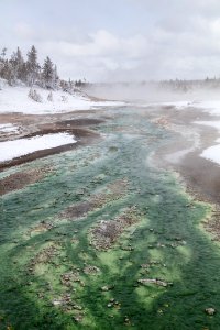 Thermophiles in Porcelain Basin