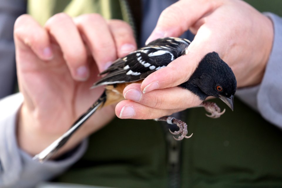 Yellowstone Bird Program (23): Wildlife Biologist Lauren Walker examining a spotted towhee