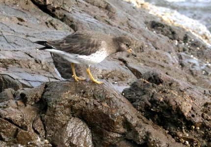307 - SURFBIRD (1-11-2021) crescent city, del norte co, ca -04