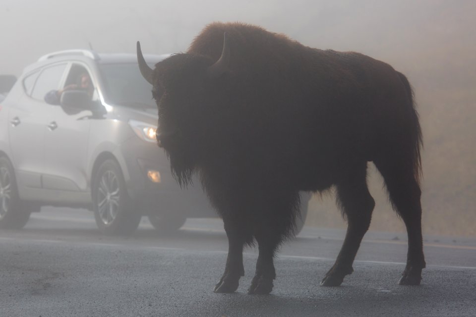 Bison in Hayden Valley
