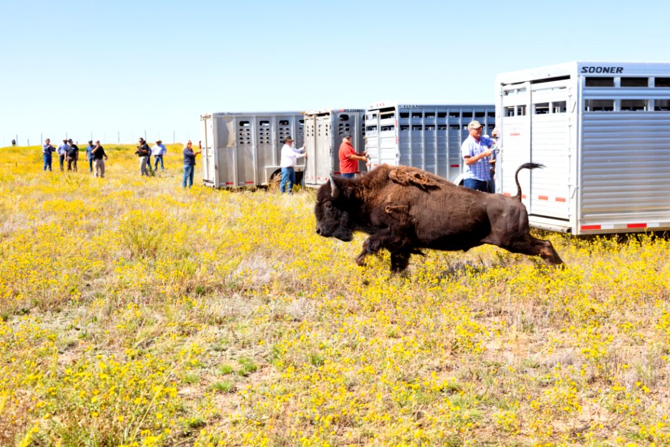 First Yellowstone bison out of the trailer at Ft. Peck Indian Reservation (3)