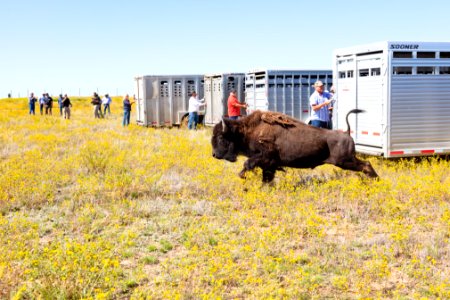 First Yellowstone bison out of the trailer at Ft. Peck Indian Reservation (3) photo