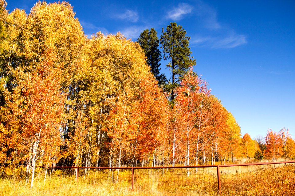 October fall foliage, southern Oregon