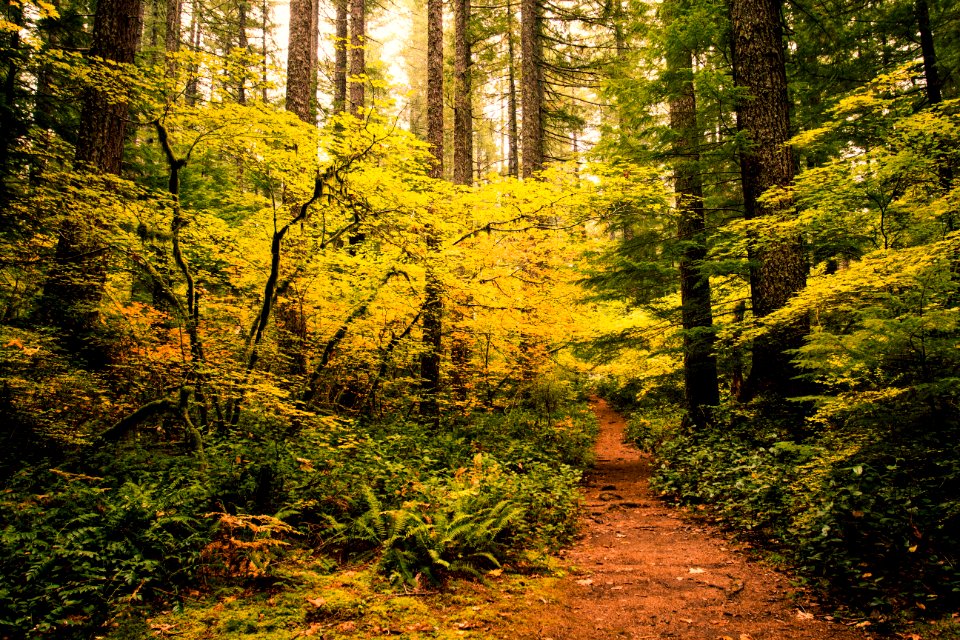 Henline Falls trail, Oregon