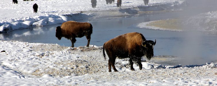 Bison along the Gibbon River