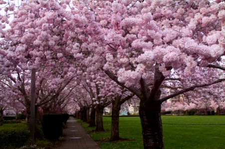 Cherry blossoms in Salem Oregon photo