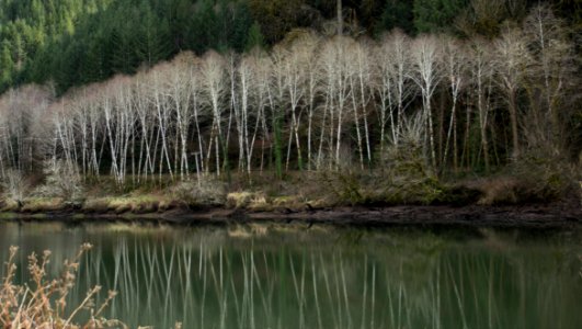 Tree reflection on Siuslaw River, Oregon photo
