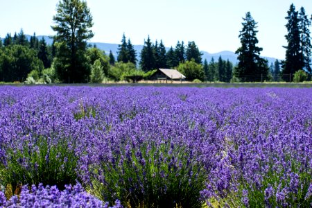 Lavender Valley, Mt. Hood, Oregon photo