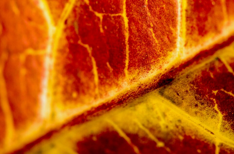 Autumn season nature