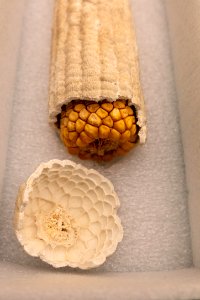 Travertine-covered ear of corn