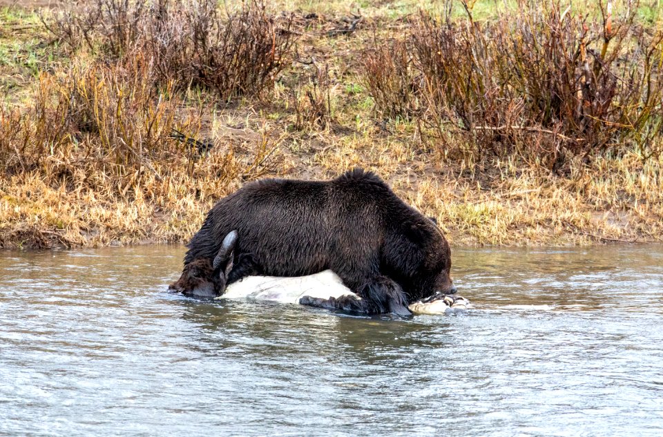Grizzly bear on bison carcass in Lamar Valley