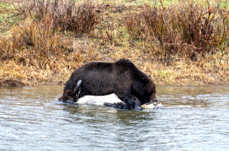 Grizzly bear on bison carcass in Lamar Valley photo