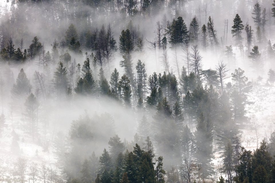Fog rolling through the trees in Lamar Valley