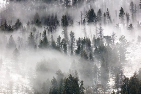 Fog rolling through the trees in Lamar Valley photo