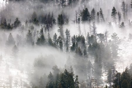 Fog rolling through the trees in Lamar Valley