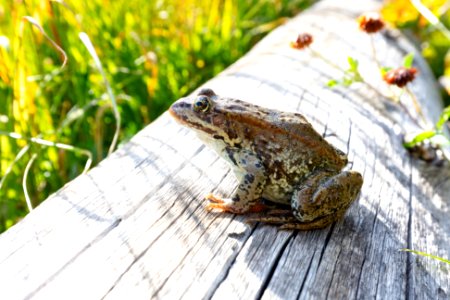 Columbia spotted frog on a log