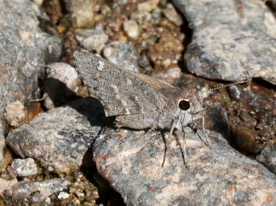 SKIPPER, SHEEP (Atrytonopsis edwardsii) (4-22-2020) guindani trail from kartchner caverns s p, whetstone mts, coronado nat forest, cochise co, az -01
