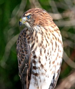 217 - COOPER'S HAWK (7-6-2015) pena blanca lake, santa cruz co, az -03