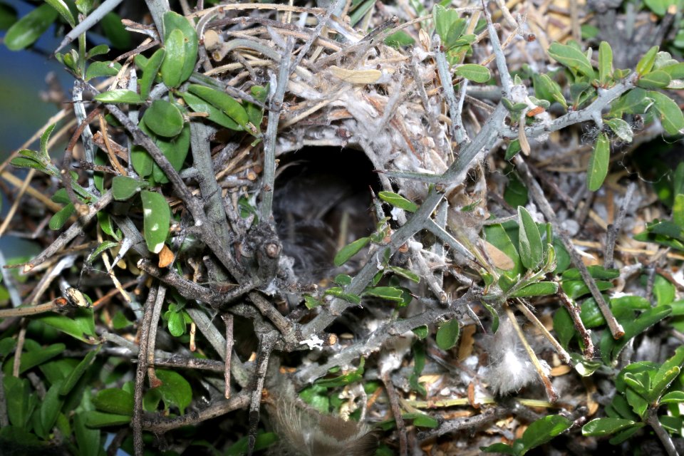 683 - VERDIN nest (4-10-2017) looking up at 45 degree angle at nest, patagonia lake west end, santa cruz co, az -01