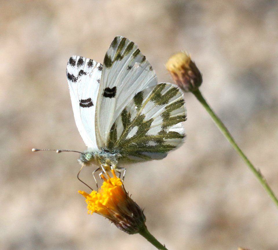 WHITE, BECKER'S (Pontia beckerii) (3-26-2016) plum wash, anza-borrego state park, san diego co, ca -01